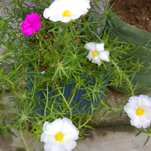 Arte e Flores - Paisagistas