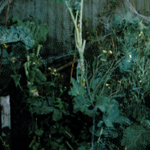 Jardinagem em geral