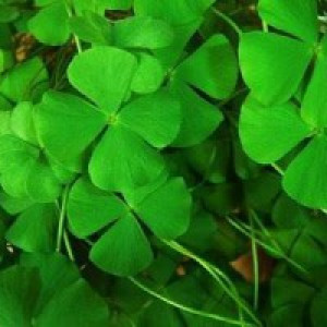 Gestão de condomínio profissionalizada