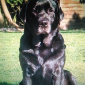 Remodelação de casas