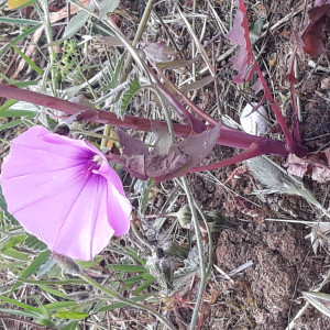 JB | Pavimento Flutuante